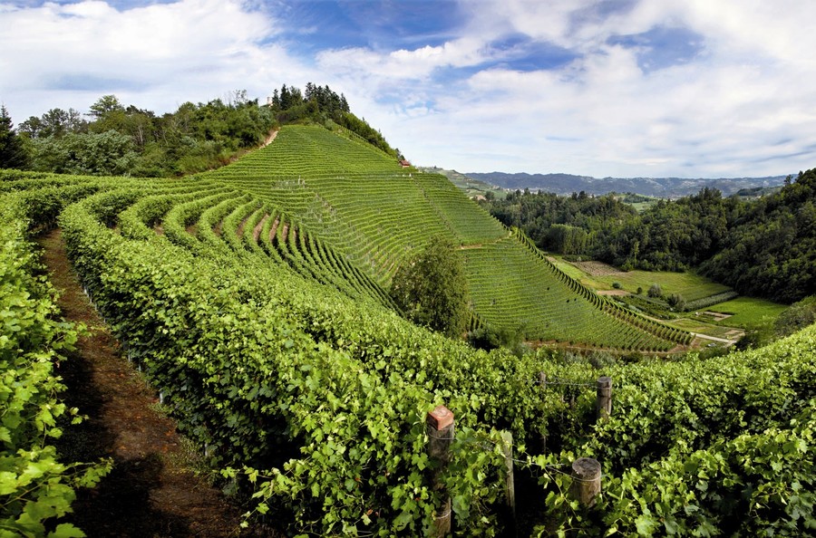barolo-vineyard-landscape